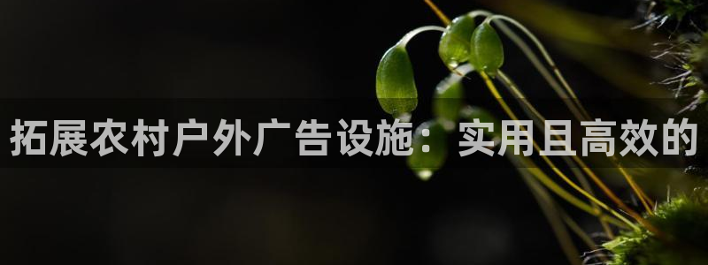 杏宇官方平台官网